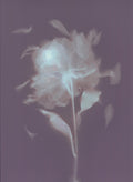 Ananta｜The Essence of Infinite Space