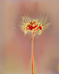 Drishti｜Seeing Beyond the Visible