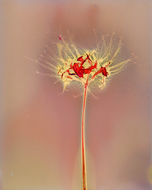 Drishti｜Seeing Beyond the Visible